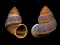 Tudorella&nbsp;sp